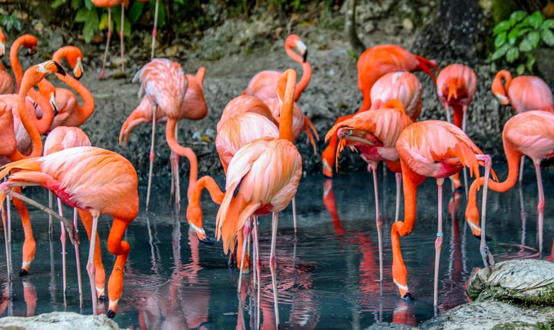 flamants roses zoo palmyre