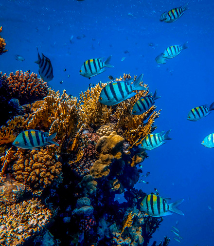 Besuch des Aquariums in La Rochelle